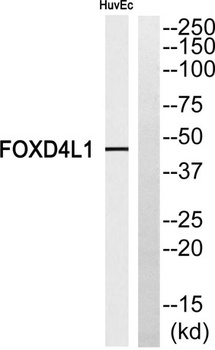 FoxD4L1 rabbit pAb