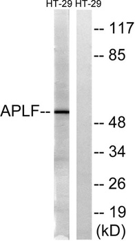 APLF rabbit pAb