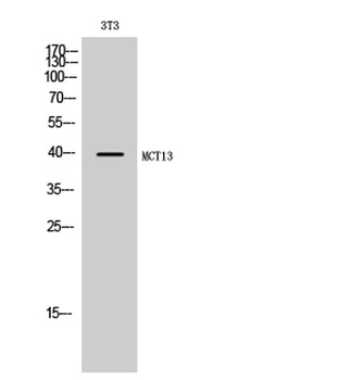 MCT13 rabbit pAb Antibody