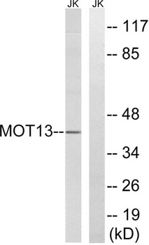 MCT13 rabbit pAb