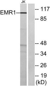EMR1 rabbit pAb