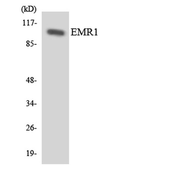 EMR1 antibody