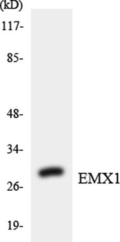 Emx1 antibody