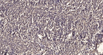 4.1R (phospho Tyr660) rabbit pAb