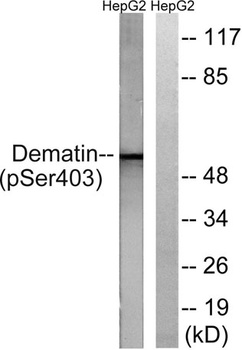Dematin (phospho Ser403) rabbit pAb