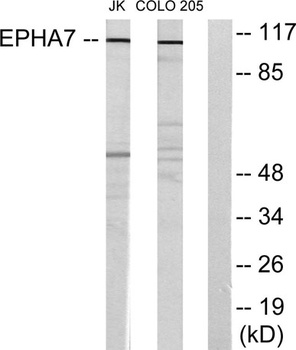 EphA7 rabbit pAb