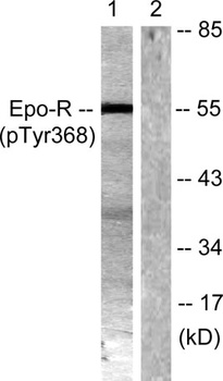 EpoR (phospho Tyr368) rabbit pAb