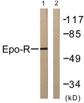 EpoR rabbit pAb