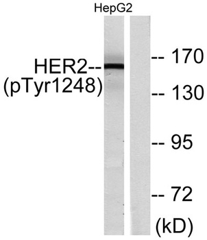 Neu (phospho-Tyr1248) antibody