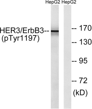 ErbB-3 (phospho Tyr1197) rabbit pAb