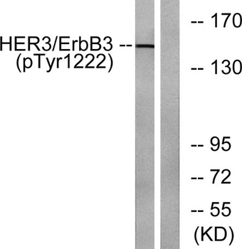 ErbB-3 (phospho Tyr1222) rabbit pAb