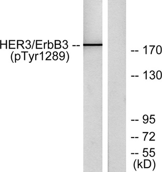 ErbB-3 (phospho Tyr1289) rabbit pAb