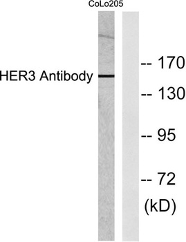 ErbB-3 antibody