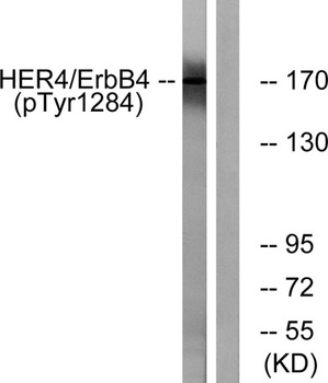 ErbB-4 (phospho-Tyr1284) antibody