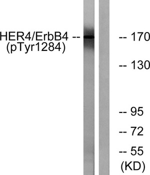 ErbB-4 (phospho Tyr1284) rabbit pAb