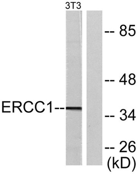 ERCC1 rabbit pAb