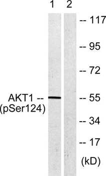 Akt (phospho Ser124) rabbit pAb
