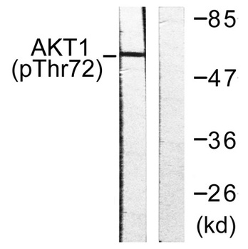 Akt1 (phospho Thr72) rabbit pAb