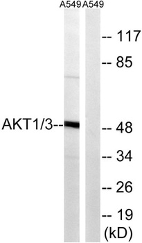 Akt1/3 antibody