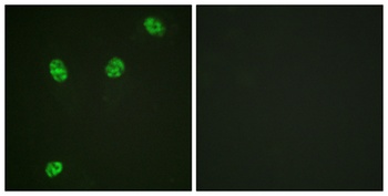 ERF (phospho-Thr526) antibody
