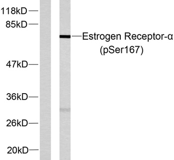 ER alpha (phospho-Ser167) antibody