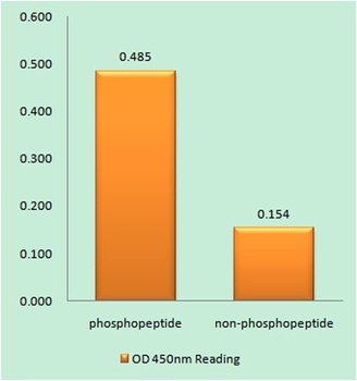 ERα (phospho Tyr537) rabbit pAb
