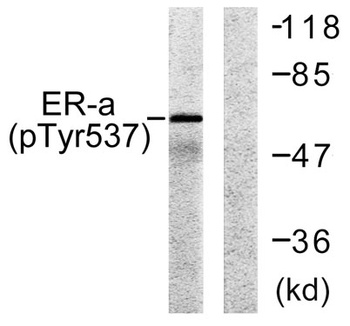 ER alpha (phospho-Tyr537) antibody