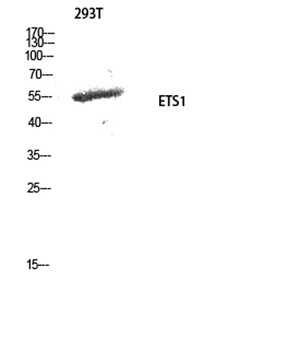 ETS1 rabbit pAb
