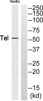 TEL rabbit pAb