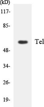 TEL rabbit pAb