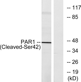 Cleaved-Thrombin R (S42) antibody