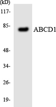 ABCD1 rabbit pAb