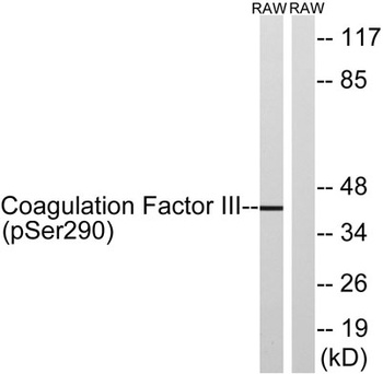 TF (phospho Ser290) rabbit pAb