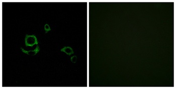 Factor XIII B antibody