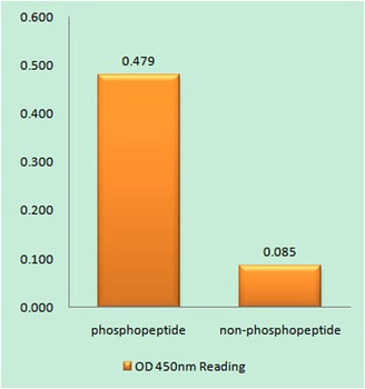 PYK2 (phospho-Tyr881) antibody