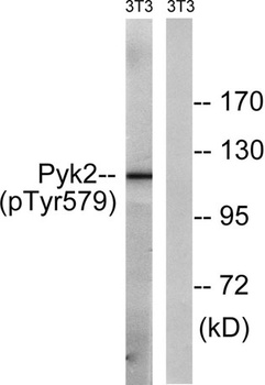 PYK2 (phospho Tyr579) rabbit pAb