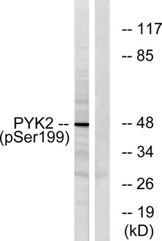 PYK2 (phospho-Tyr402) antibody