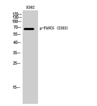 FANCG (phospho Ser383) rabbit pAb