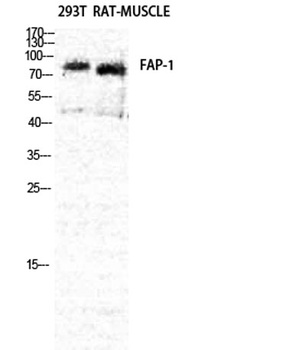 Seprase antibody