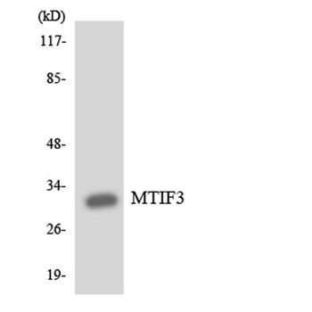 IF3 antibody