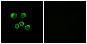 Olfactory receptor 8U1/8/9 rabbit pAb Antibody