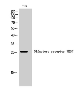 Olfactory receptor 7E5P rabbit pAb