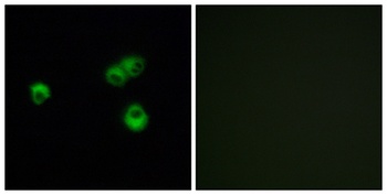 Olfactory receptor 7E5P rabbit pAb
