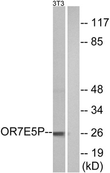 Olfactory receptor 7E5P rabbit pAb