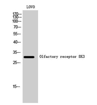 Olfactory receptor 8K3 rabbit pAb