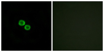 Olfactory receptor 8K3 rabbit pAb