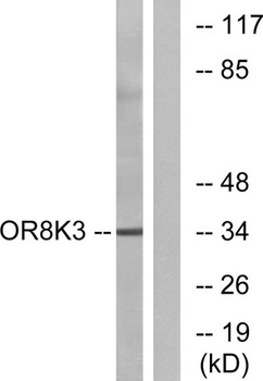 Olfactory receptor 8K3 rabbit pAb