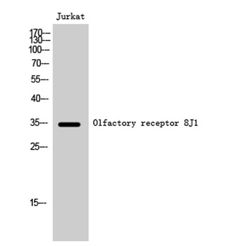 Olfactory receptor 8J1 rabbit pAb