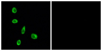 Olfactory receptor 8J1 rabbit pAb