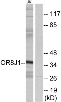 Olfactory receptor 8J1 rabbit pAb